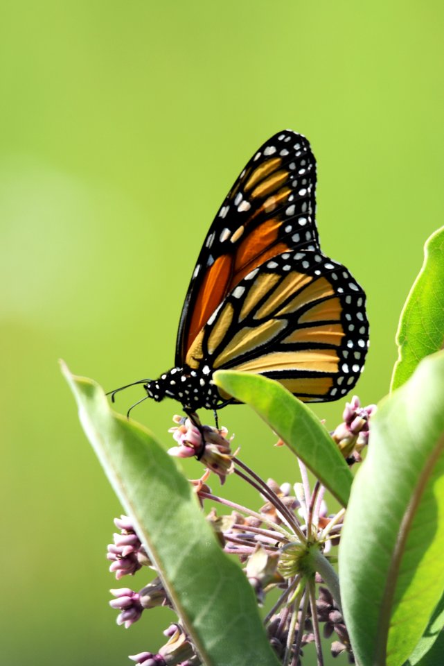 Monarch butterfly on common milkweed