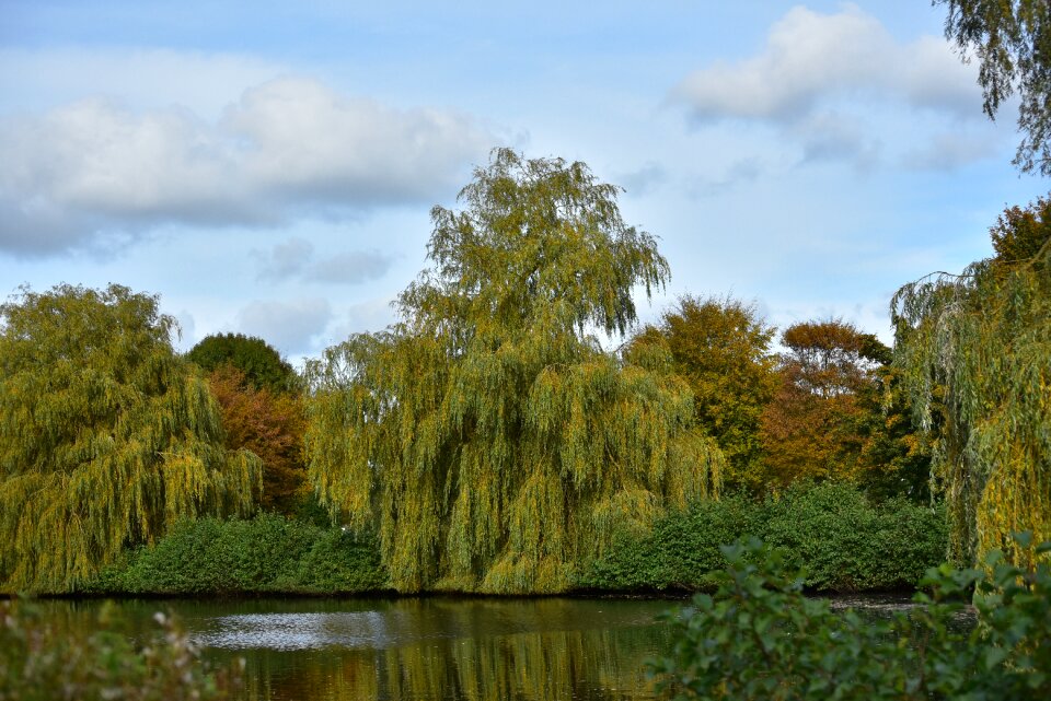 Autumn colours yellow leaves