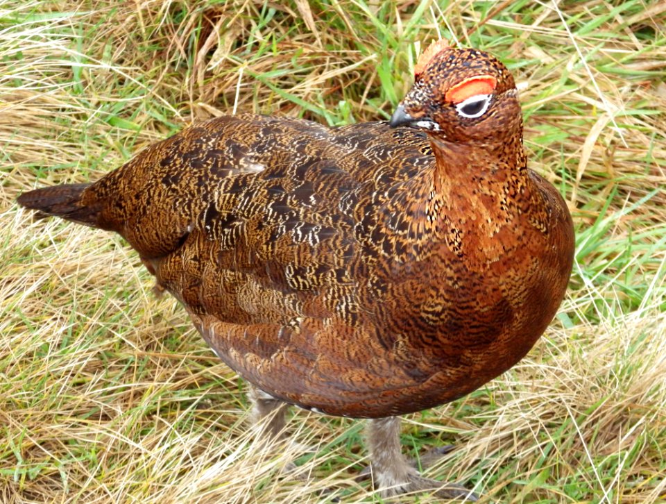 Red Grouse