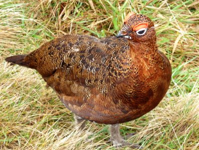 Red Grouse photo