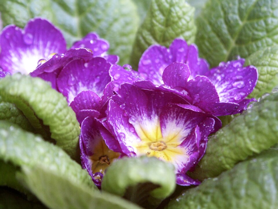 Nature plant petals