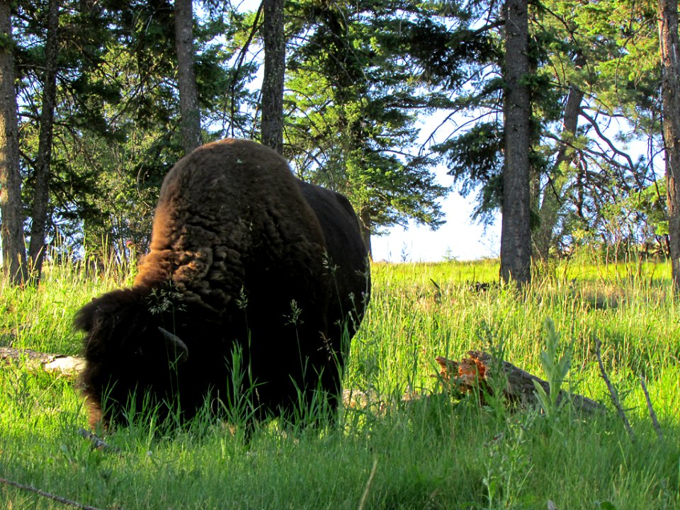 National Bison Range in MT