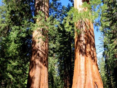 Sequoia NP in CA