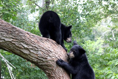 Black Bears