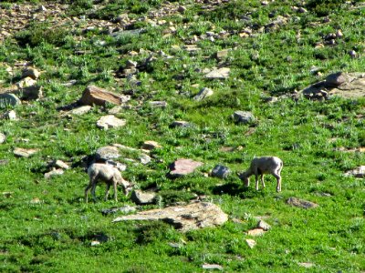 Bighorn Sheep at Glacier NP in MT