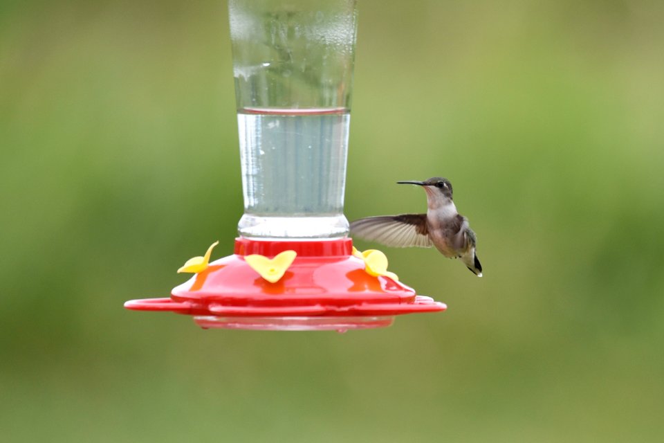 Ruby-throated hummingbird
