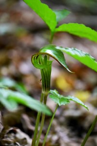 Jack-in-the-pulpit