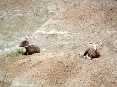 Sheep at Badlands NP in SD photo