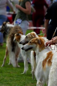 Russian wolfhound borzoi animal