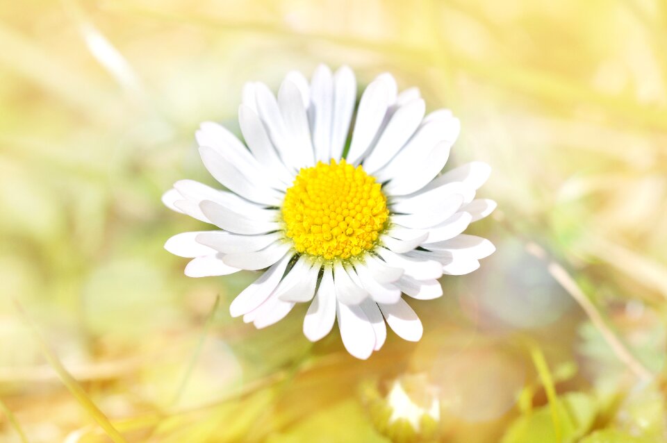 Bloom yellow-white pointed flower
