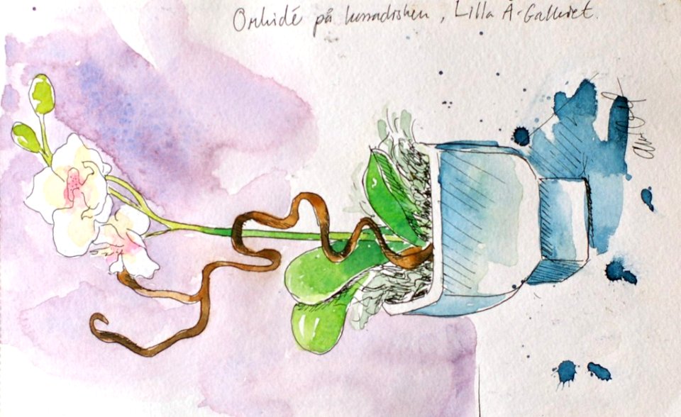 Orchid