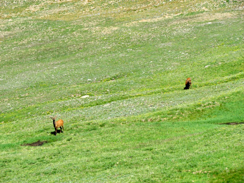 Deer at Rocky Mountain NP in CO
