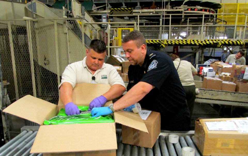 A U.S. Customs and Border Protection agriculture specialist, with assistance from SITC, inspecting a parcel