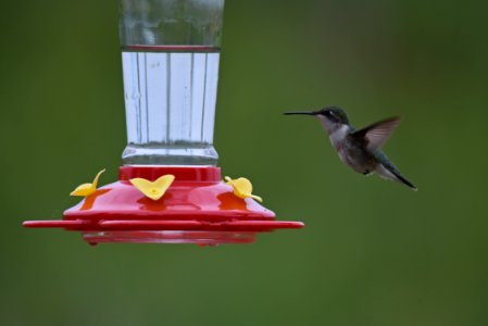 Ruby-throated hummingbird photo