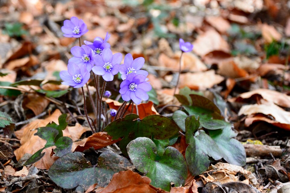 Flower bloom spring