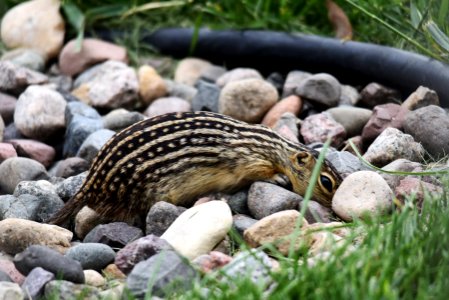 Thirteen-lined ground squirrel photo