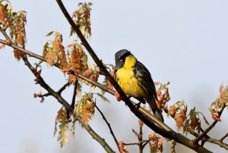 Kirtland's Warbler in Michigan photo