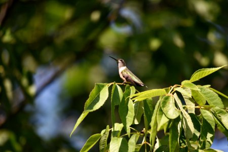 Ruby-throated hummingbird photo