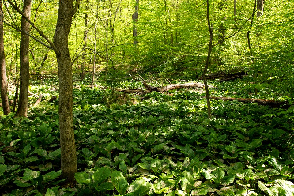 Red Maple Seepage Swamp