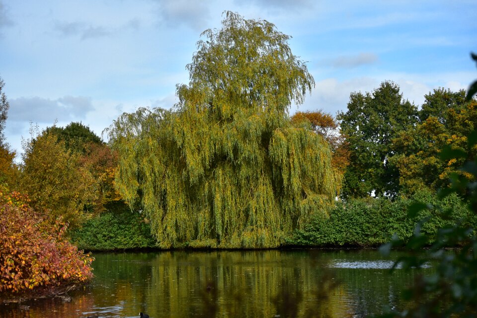 Autumn colours yellow leaves