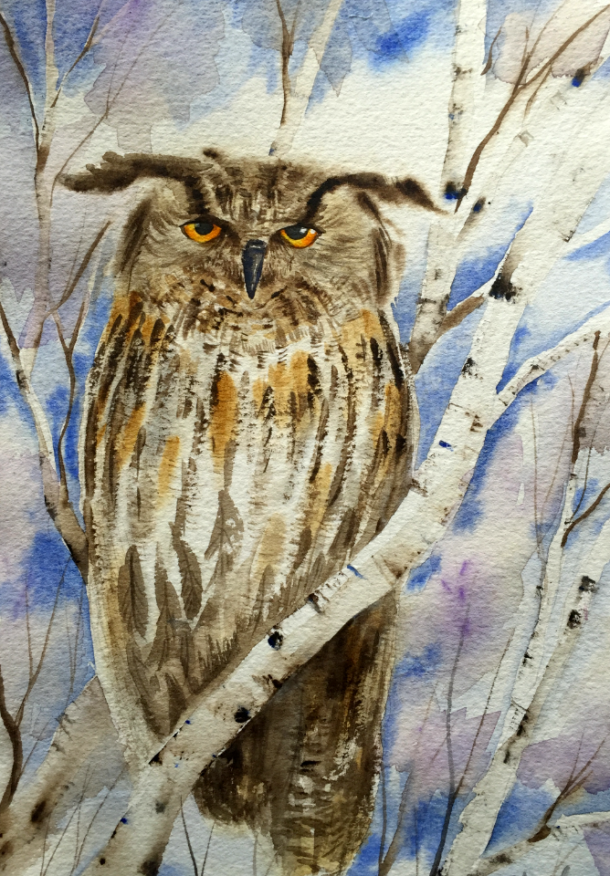 Owl in birch tree