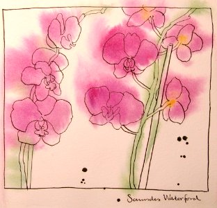 More orchids