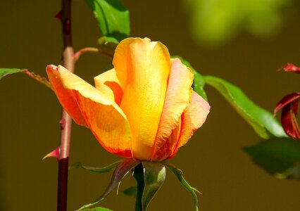 Pink petals thorns