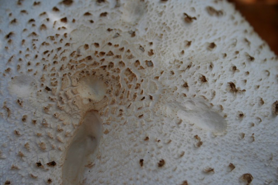 Mushroom texture