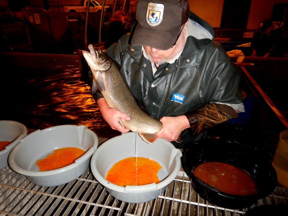 Spawning collecting milt for broodstock lake trout