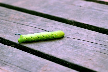 Hornworm