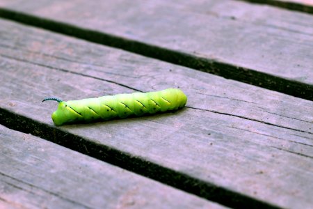 Hornworm photo