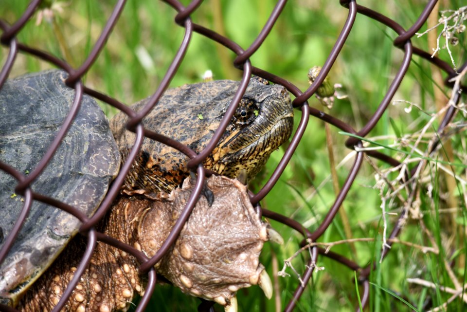 Common snapping turtle