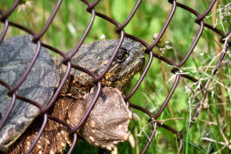 Common snapping turtle photo