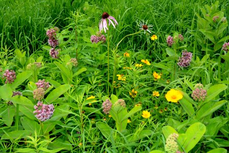 Milkweed and Wildflowers photo