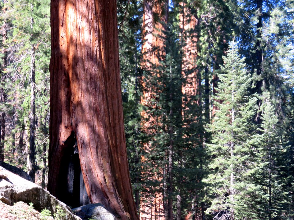 Sequoia NP in CA