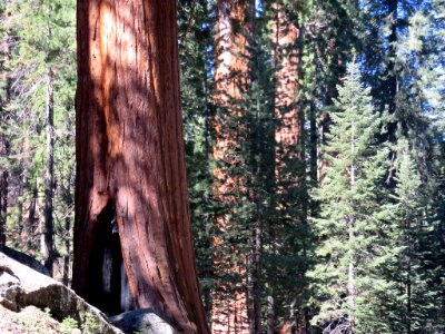 Sequoia NP in CA