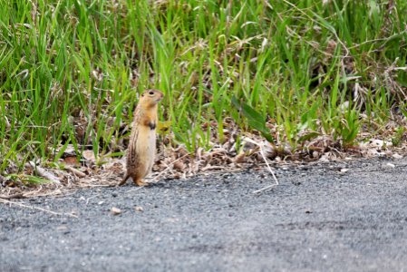 Thirteen-lined ground squirrel photo