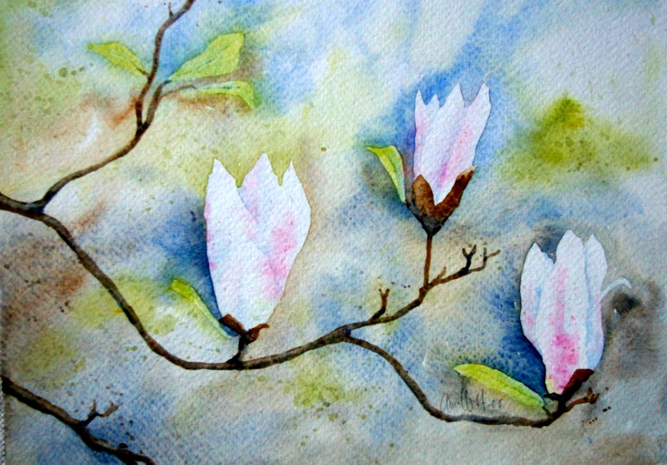 Magnolia branches
