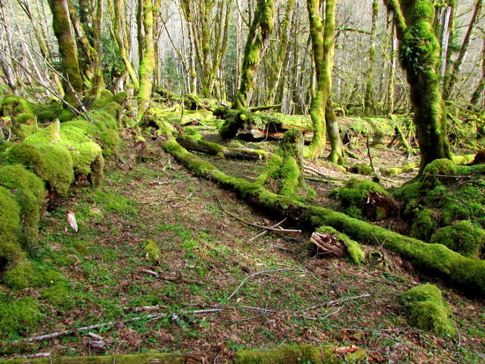 Gifford Pinchot NF in WA