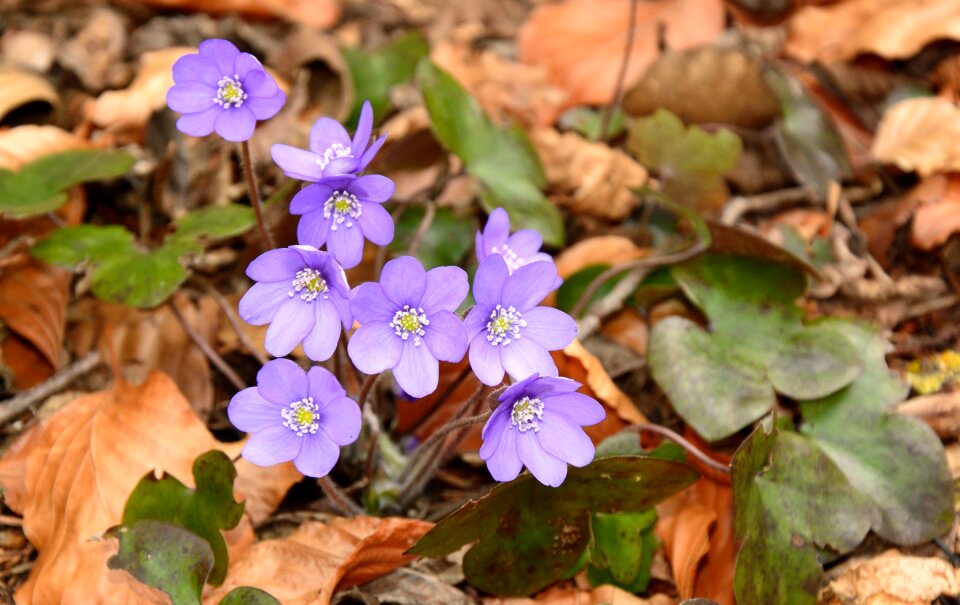 Flower bloom spring