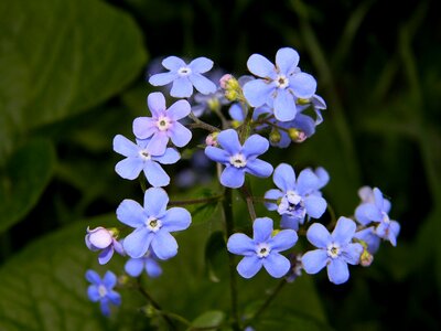 Blue bloom flowers