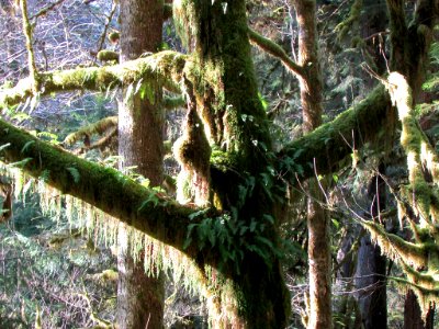Quinault Rain Forest at Olympic NP in WA photo
