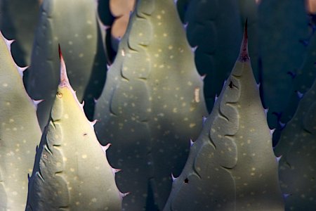 Spanish Bayonets Up Close
