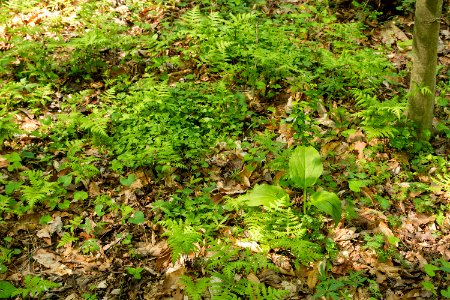 Springtime in the Basic Mesic Hardwood Forest