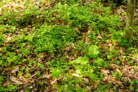 Springtime in the Basic Mesic Hardwood Forest photo