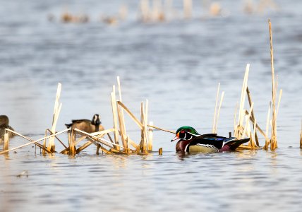Wood duck and blue-winged teal