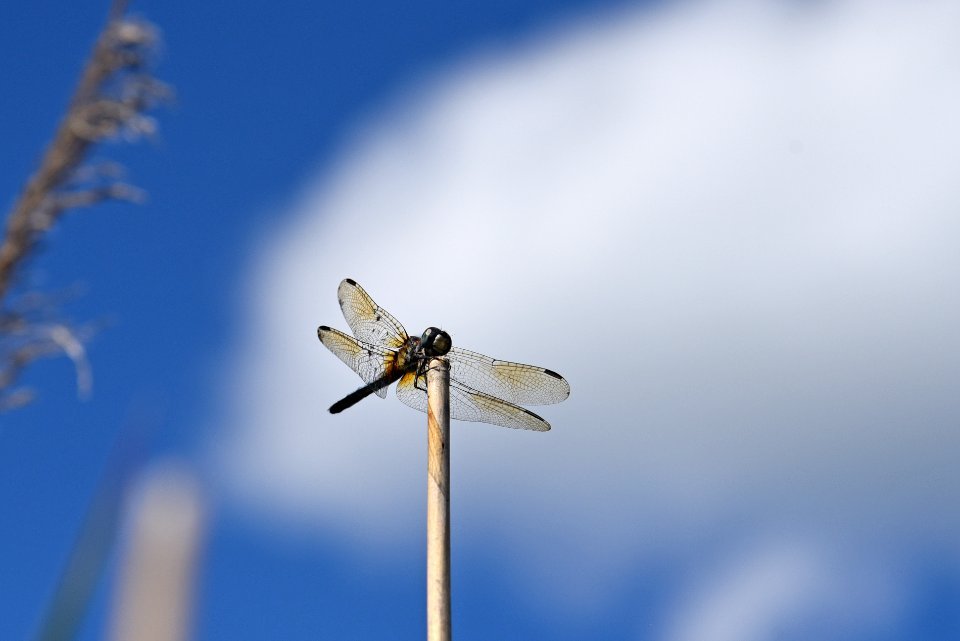 Blue dasher dragonfly photo