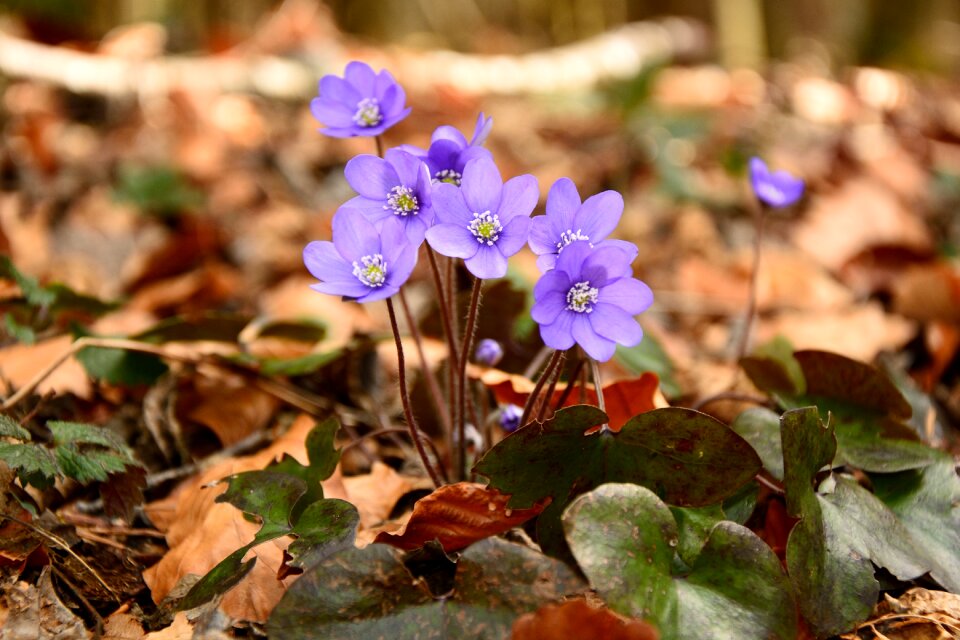 Flower bloom spring