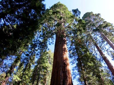 Sequoia NP in CA