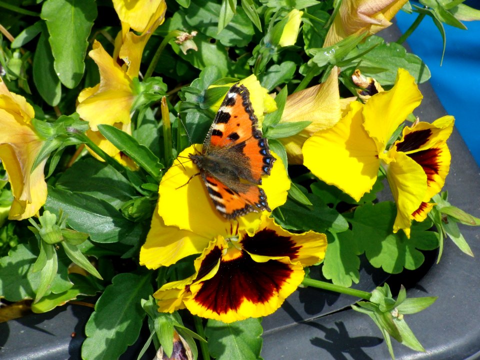 Schmetterling